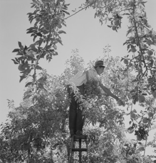 Harvesting pears requires agility and balance, Yakima Valley, Wahington, 1939. Creator: Dorothea Lange.