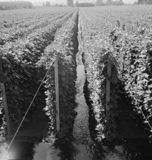 Possibly: Beanfield showing irrigation, near West Stayton, Marion County, Oregon, 1939. Creator: Dorothea Lange.