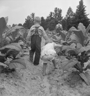 Children helping father, tobacco sharecropper, at work..., Person County, North Carolina, 1939. Creator: Dorothea Lange.