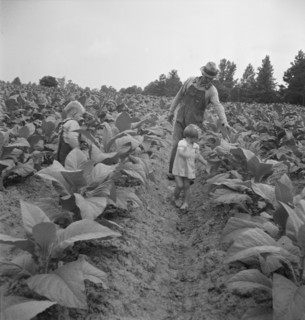 Children helping father, tobacco sharecropper..., Person County, North Carolina, 1939. Creator: Dorothea Lange.