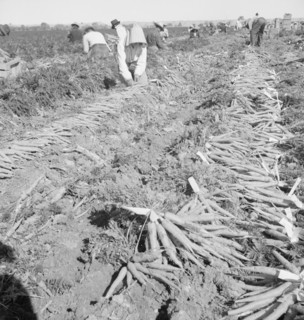 Migratory field worker pulling carrots, Imperial Valley, California, 1939. Creator: Dorothea Lange.