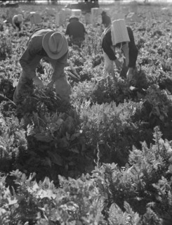 Migratory field worker pulling carrots, Imperial Valley, California, 1939. Creator: Dorothea Lange.