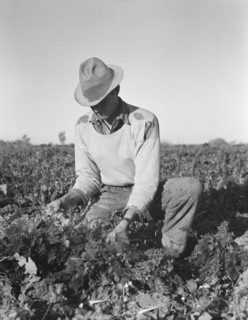Migratory field worker pulling carrots, Imperial Valley, California, 1939. Creator: Dorothea Lange.