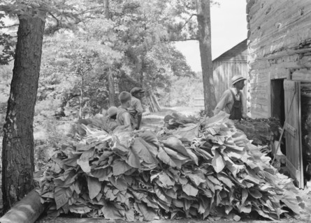 Possibly: Putting in tobacco after the morning work, Shoofly, North Carolina, 1939. Creator: Dorothea Lange.