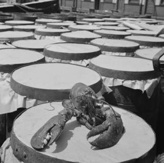 A large lobster brought in by the New England fishing boat Fulton Fish Market, New York, 1943. Creator: Gordon Parks.