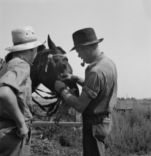 Hired man helps the farmers' oldest boy on the Myers farm. Washington, near Outlook, Yakima County.