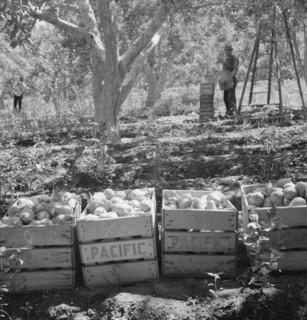 Harvesting pears, Pleasant Hill Orchards. Washington, Yakima Valley. See general caption number 34.