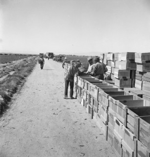Pea harvest. Large-scale industrialized agriculture on Sinclair Ranch. Imperial Valley, California.