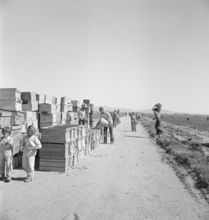 Pea harvest. Large-scale industrialized agriculture on Sinclair Ranch. Imperial Valley, California.
