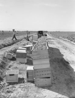 Pea harvest. Large-scale industrialized agriculture on Sinclair Ranch. Imperial Valley, California.