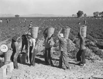 Pea pickers line up on edge of field at weigh scale. Near Calipatria, Imperial County, California.
