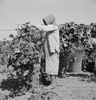 [Untitled, possibly related to: Migratory field workers in hop field. Near Independence, Oregon].