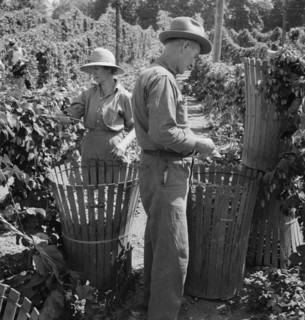[Untitled, possibly related to: Migratory field workers in hop field. Near Independence, Oregon].
