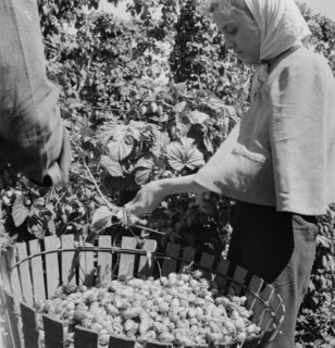 [Untitled, possibly related to: Migratory field workers in hop field. Near Independence, Oregon].