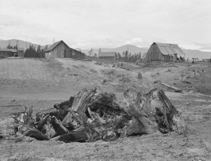 Stump pile, ready to burn, house, barn, and farm buildings on Unruf farm. Boundary County, Idaho.