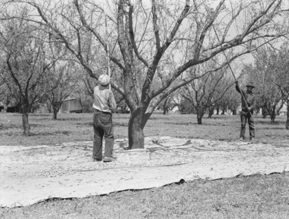 Harvesting on almond ranch, local day labor. Near Walnut Creek, Contra Costa County, California.