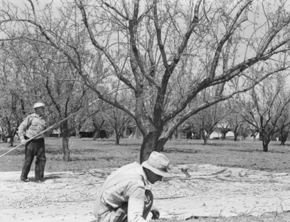 Harvesting on almond ranch, local day labor. Near Walnut Creek, Contra Costa County, California.