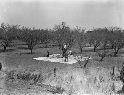 Harvesting on almond ranch, local day labor. Near Walnut Creek, Contra Costa County, California.
