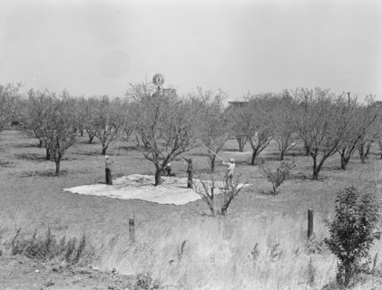 Harvesting on almond ranch, local day labor. Near Walnut Creek, Contra Costa County, California.