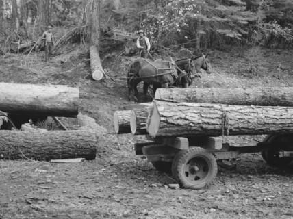 Members of Ola self-help sawmill co-op snaking a fir log down to the truck. Gem County, Idaho.