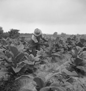 [Untitled, possibly related to: Negro tenant topping tobacco. Person County, North Carolina].