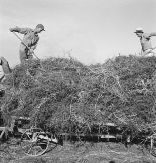 Threshing red clover for seed on older settler's ranch. Near Ontario, Malheur County, Oregon.