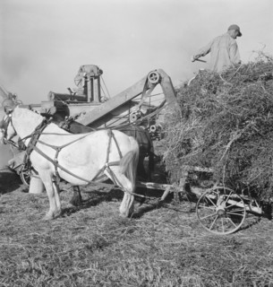 Threshing red clover for seed on older settler's ranch. Near Ontario, Malheur County, Oregon.