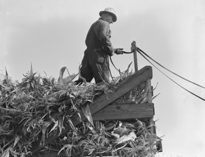 One of the eight cooperating farmers drive loaded wagons to the silo. Yamhill County, Oregon.