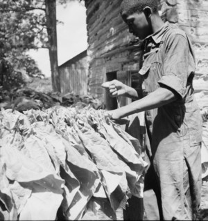 [Untitled, possibly related to: Tobacco strung on sticks. Granville County, North Carolina].