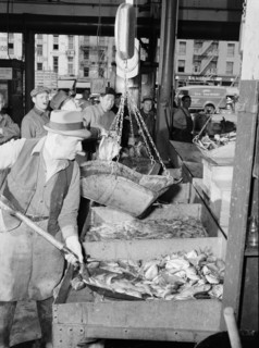 New York, New York. A "hooker" shovelling redfish onto the scales in the Fulton fish market.