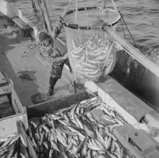 Large dip net transferring mackerel from nets to the Alden deck. Gloucester, Massachusetts.