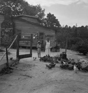 Noontime chores: feeding chickens on Negro tenant farm. Granville County, North Carolina.