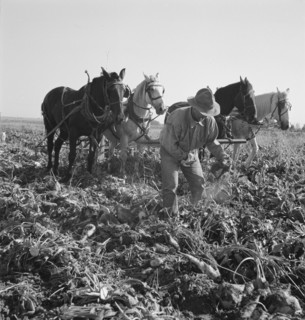 Topping sugar beets after lifter has loosened them. Near Ontario, Malheur County, Oregon.