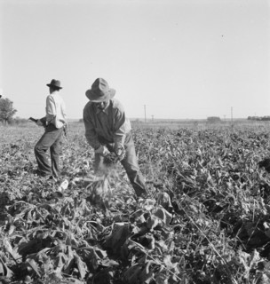 Topping sugar beets after lifter has loosened them. Near Ontario, Malheur County, Oregon.