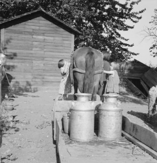 All Chris Adolf's children are hard workers on the new place. Yakima Valley, Washington.