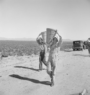 Pea pickers coming in to the weigh master. Near Calipatria, California. Sinclair Ranch.