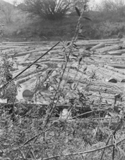 [Untitled, possibly related to: Logs at sawmill on Marys River near Corvallis, Oregon].