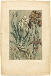 Iris Florentina, from Collection des plantes usuelles, curieuses, et étrangères, 1767.