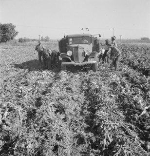 Ontario, Malheur County, Oregon. October 1939. Loading a truck in a sugar beet field.