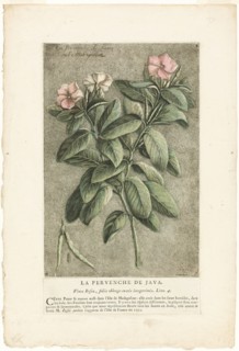 The Periwinkle of Java, from Collection of Usual, Curious, and Foreign Plants, 1767.