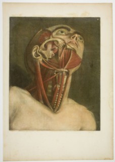 Neck Muscles, plate three from Complete musculature in Natural Size and Color, 1746.