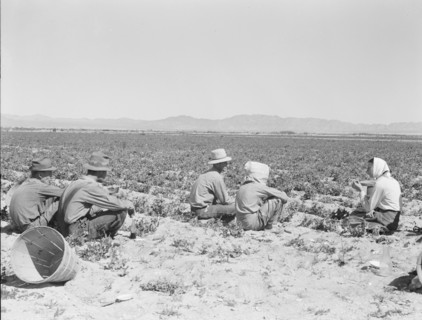 Lunchtime in the field. Camp in background. Near Calipatria, California. Pea fields.