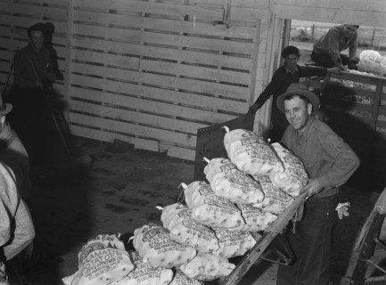 Loading sacked potatoes from shed to truck. Tulelake, Siskiyou County, California.