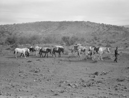 Sheep herders' pack train coming down from summer camp. Washington County, Idaho.