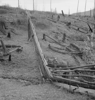 Fencing on new farms in cut-over area. Priest River Valley, Bonner County, Idaho.
