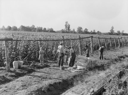 Weighting scales at edge of bean field. Near West Stayton, Marion County, Oregon.