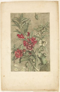 Impatiens, from Collection des plantes usuelles, curieuses, et étrangères, 1767.