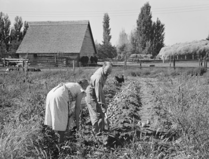 Couple digging their sweet potatoes in the fall. Irrigon, Morrow County, Oregon.