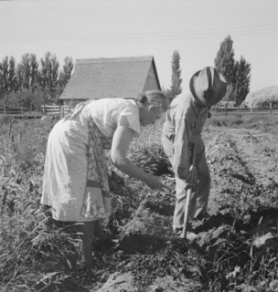 Couple digging their sweet potatoes in the fall. Irrigon, Morrow County, Oregon.