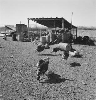 Temporary buildings on Williams' new farm. Dead Ox Flat, Malheur County, Oregon.